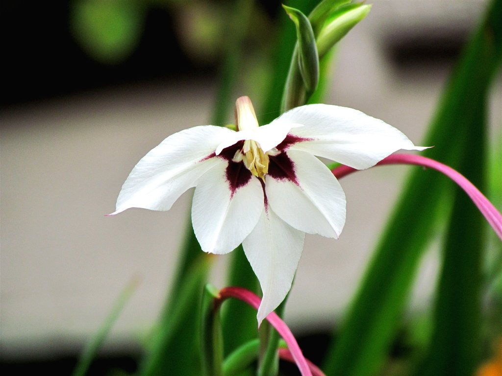 Abyssinian gladiolus