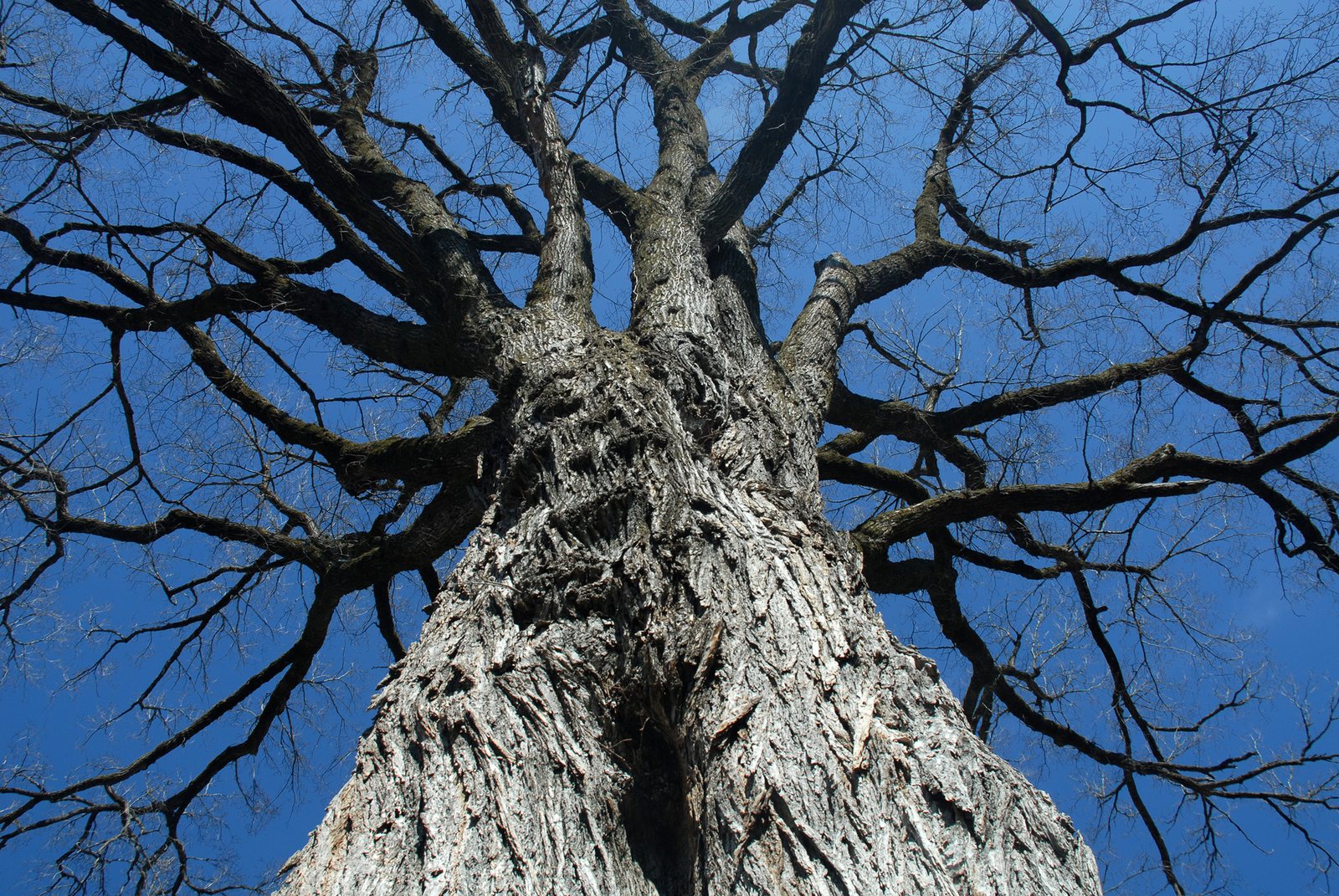 Accolade elm