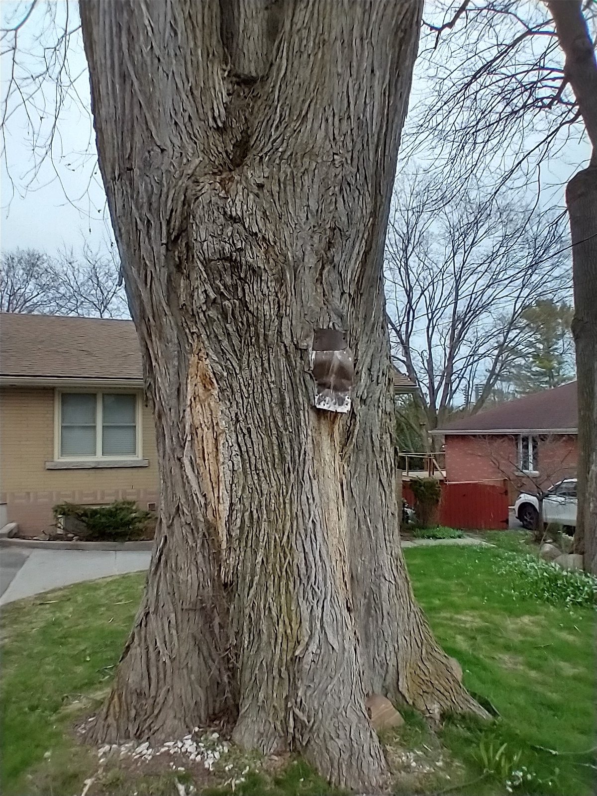 Accolade elm