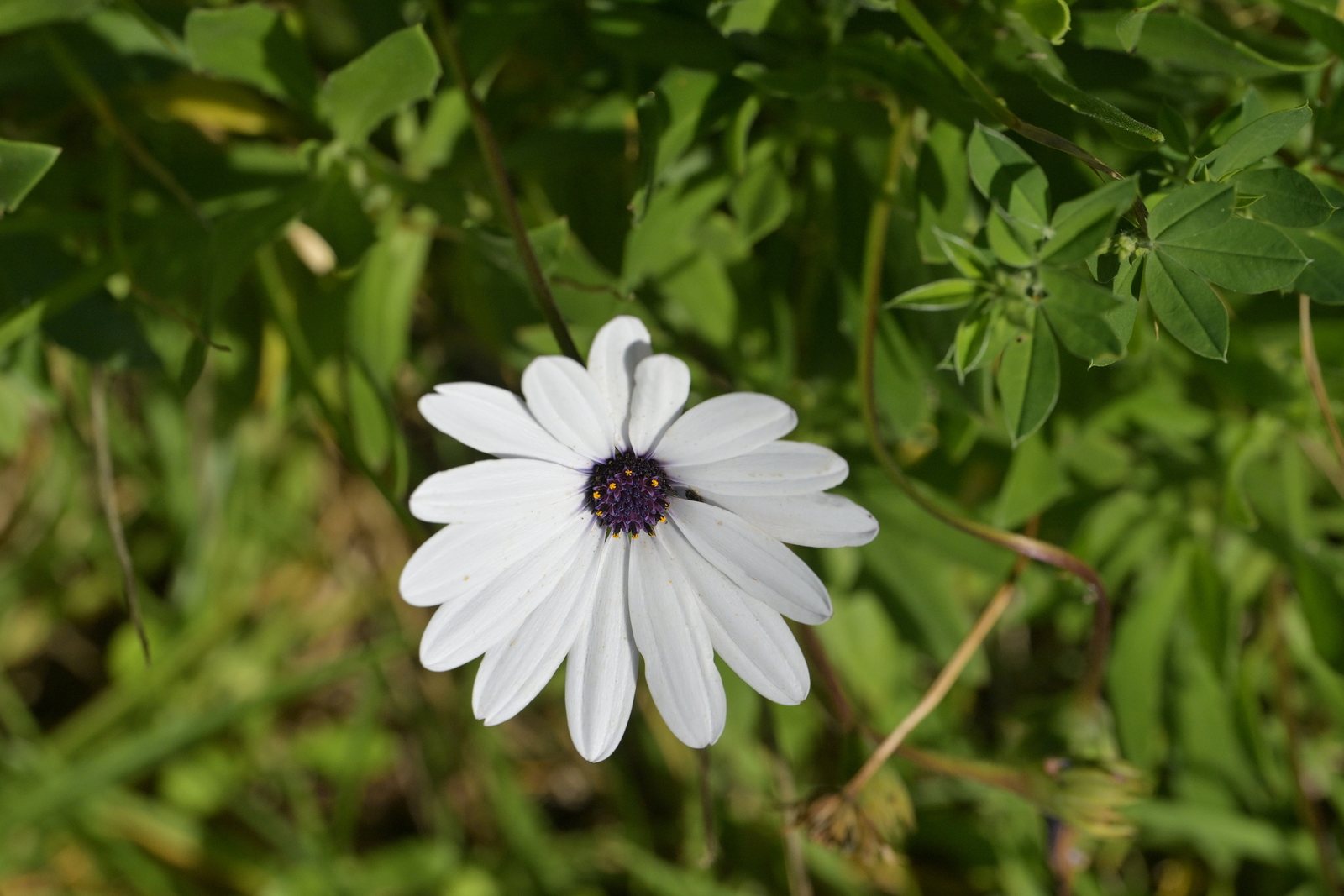 African daisy