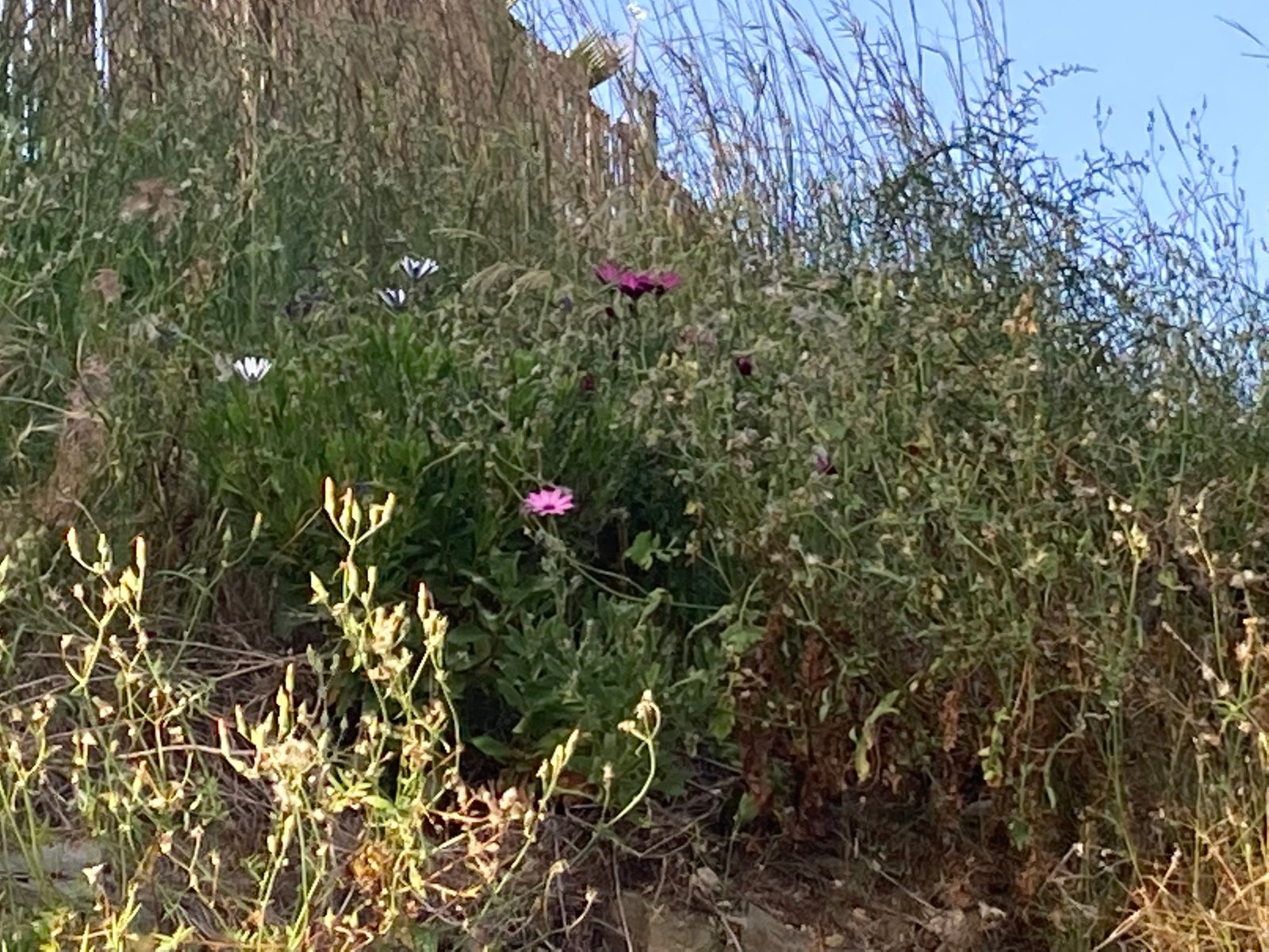 African daisy