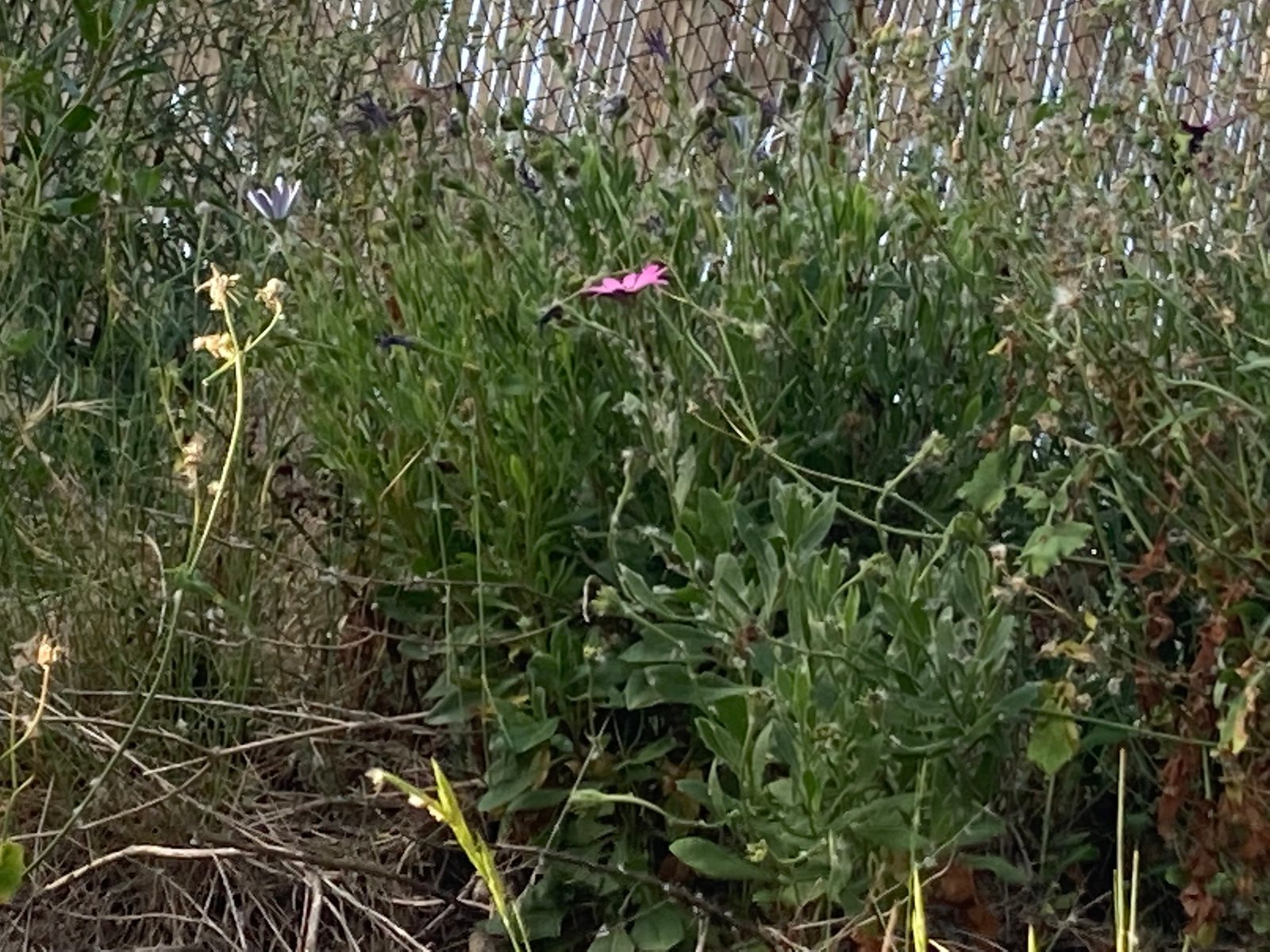 African daisy