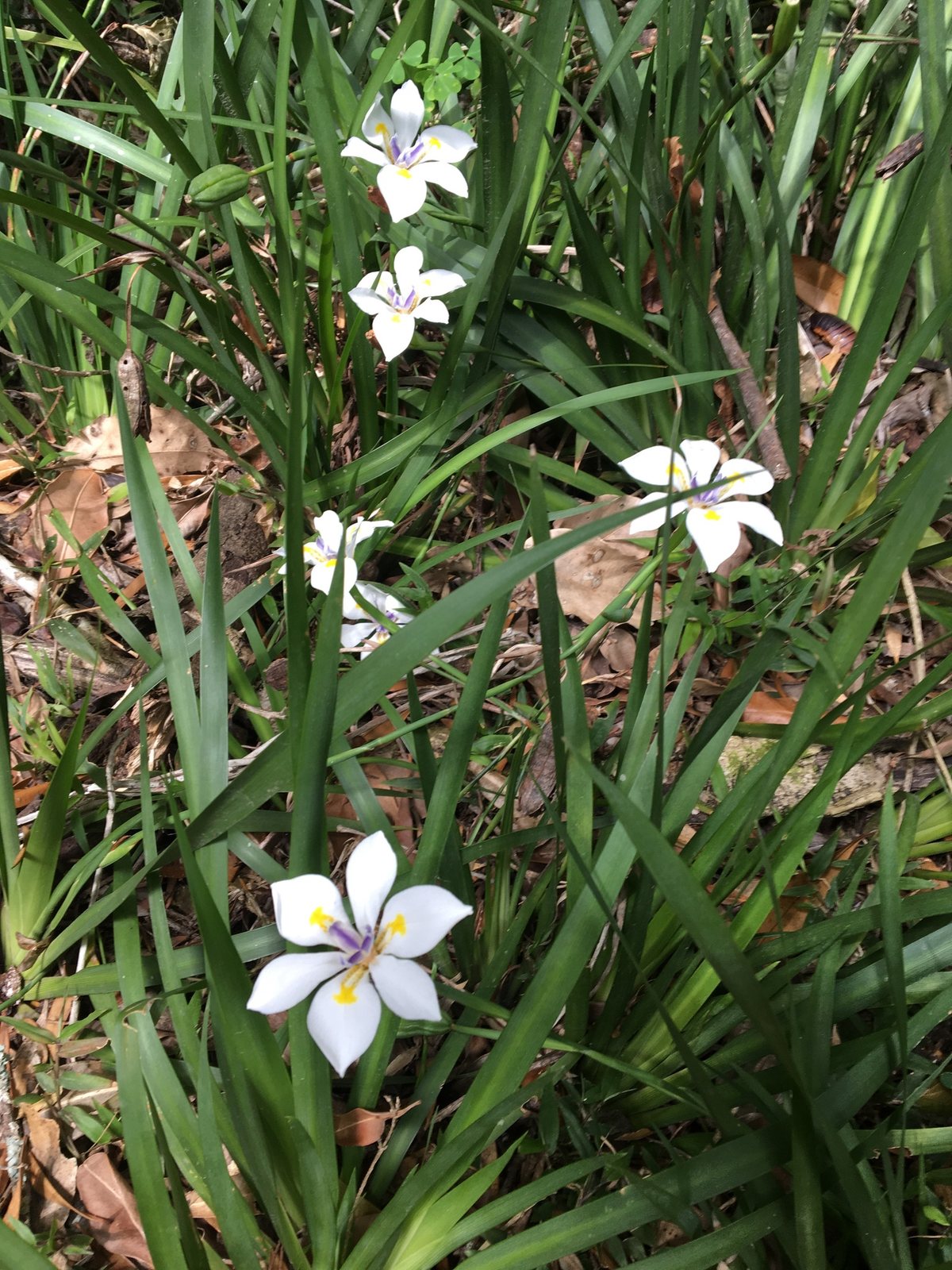 African iris