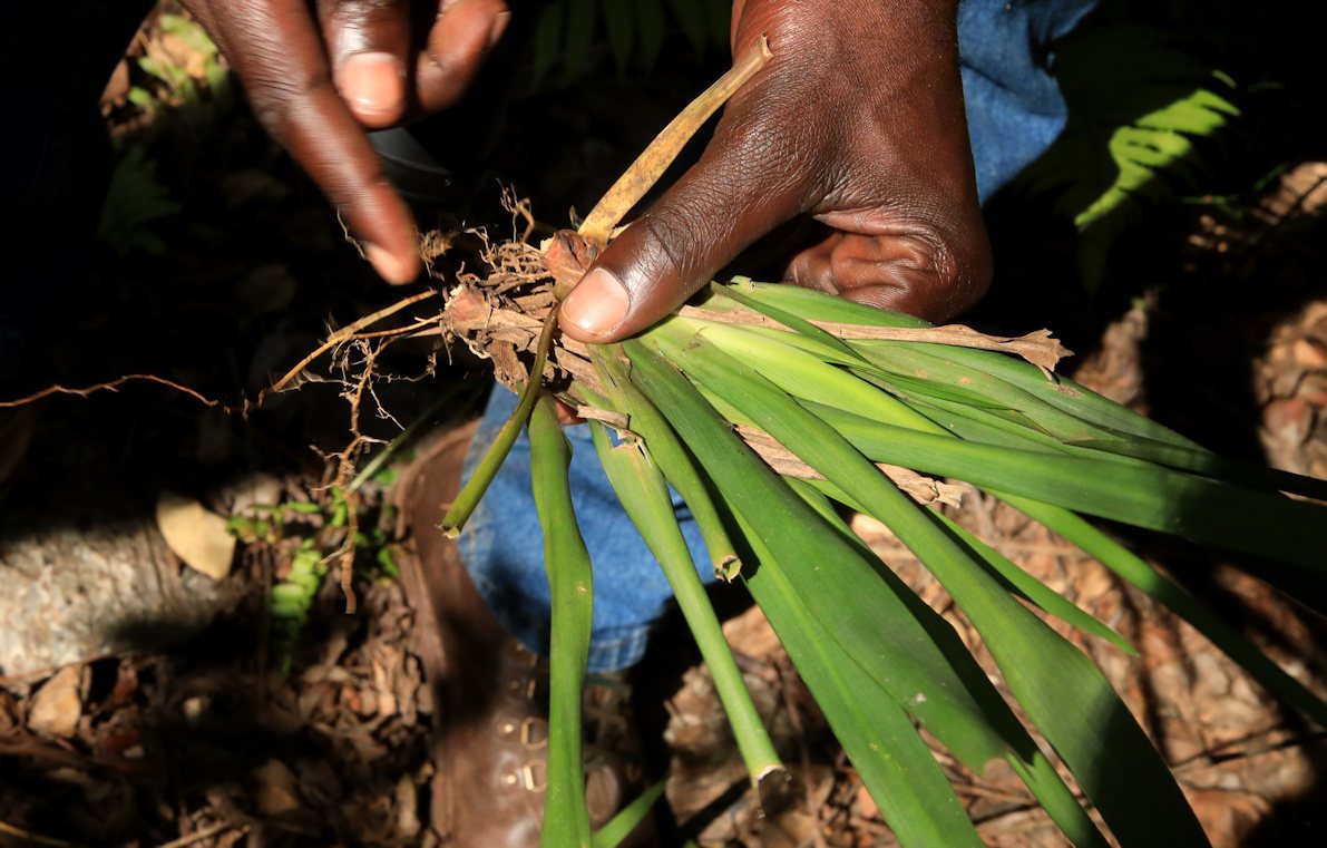 African iris
