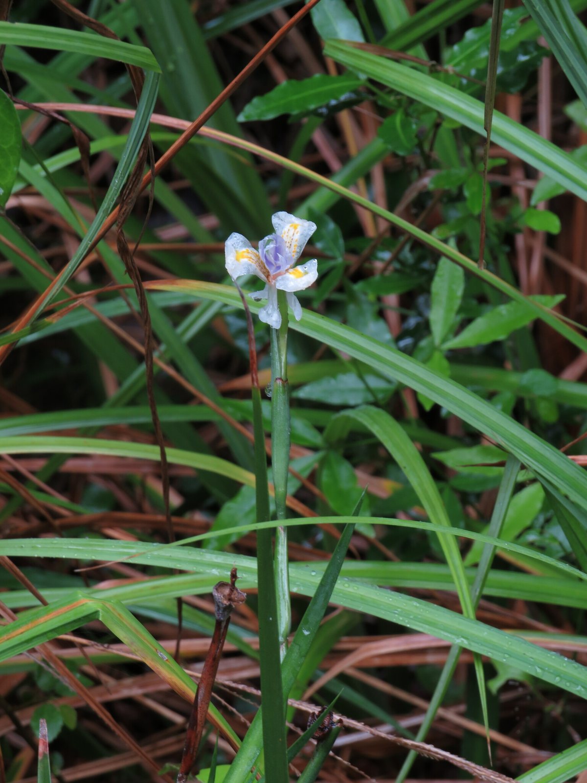African iris