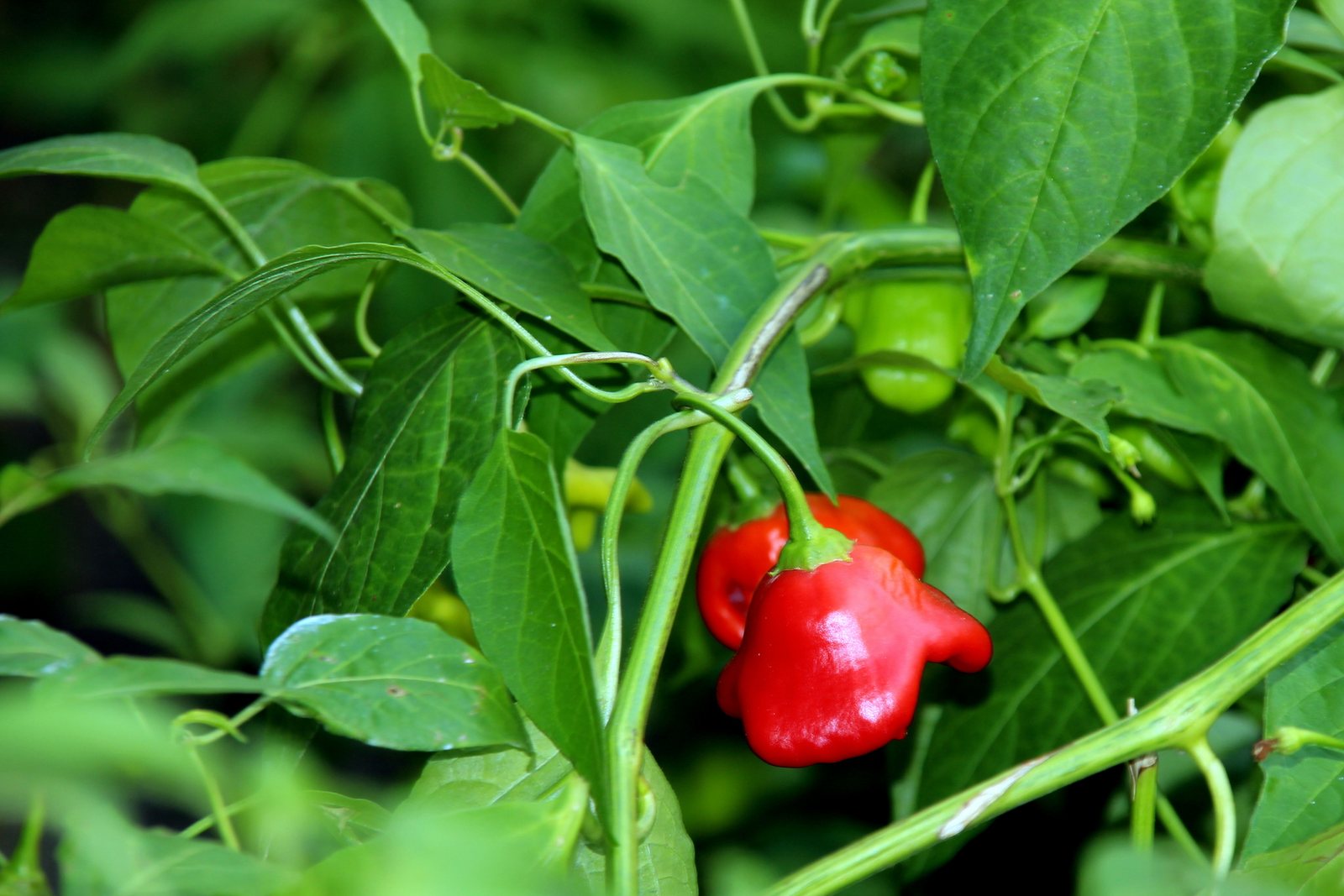 Aji amarillo pepper