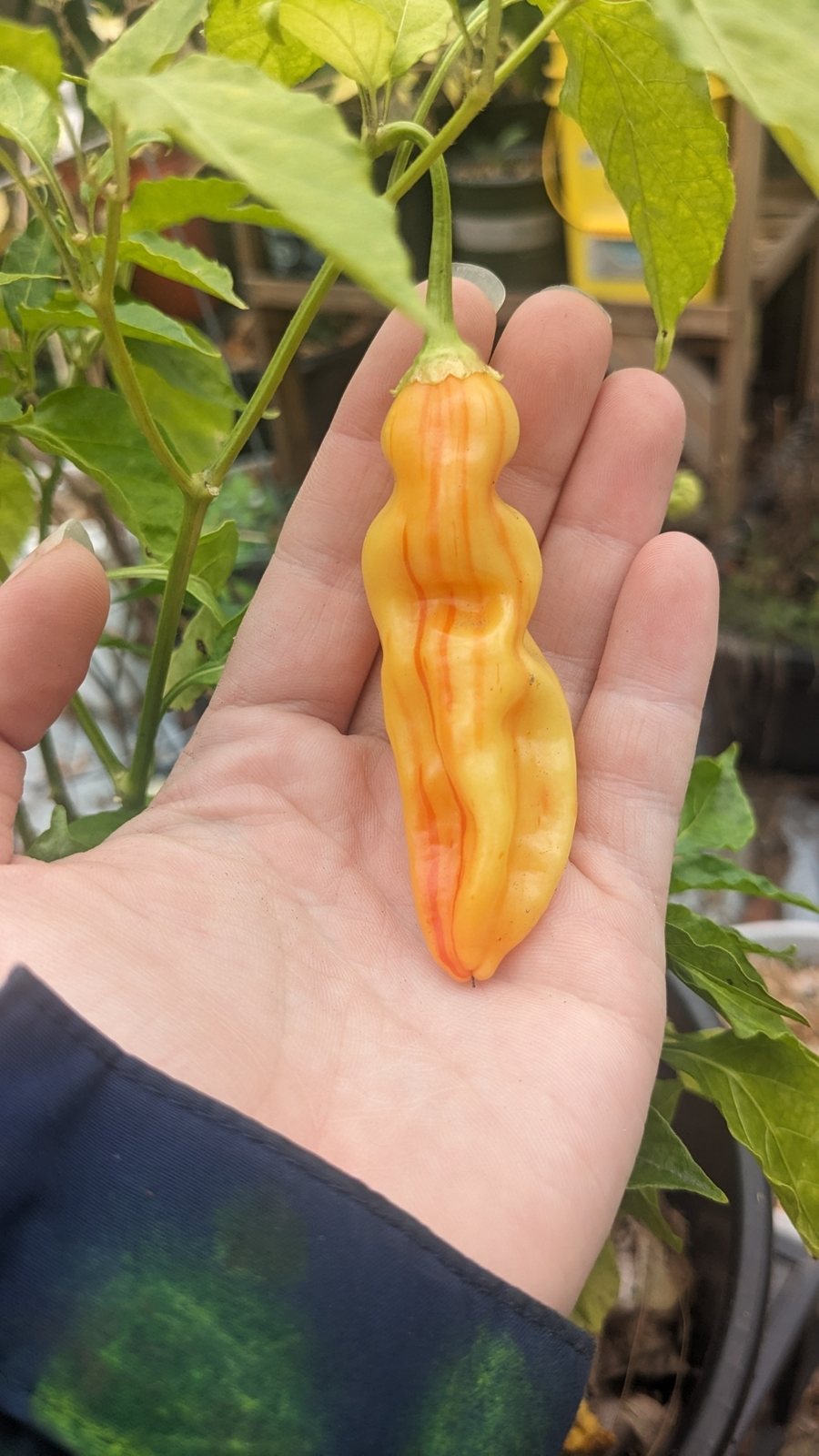 Aji amarillo pepper