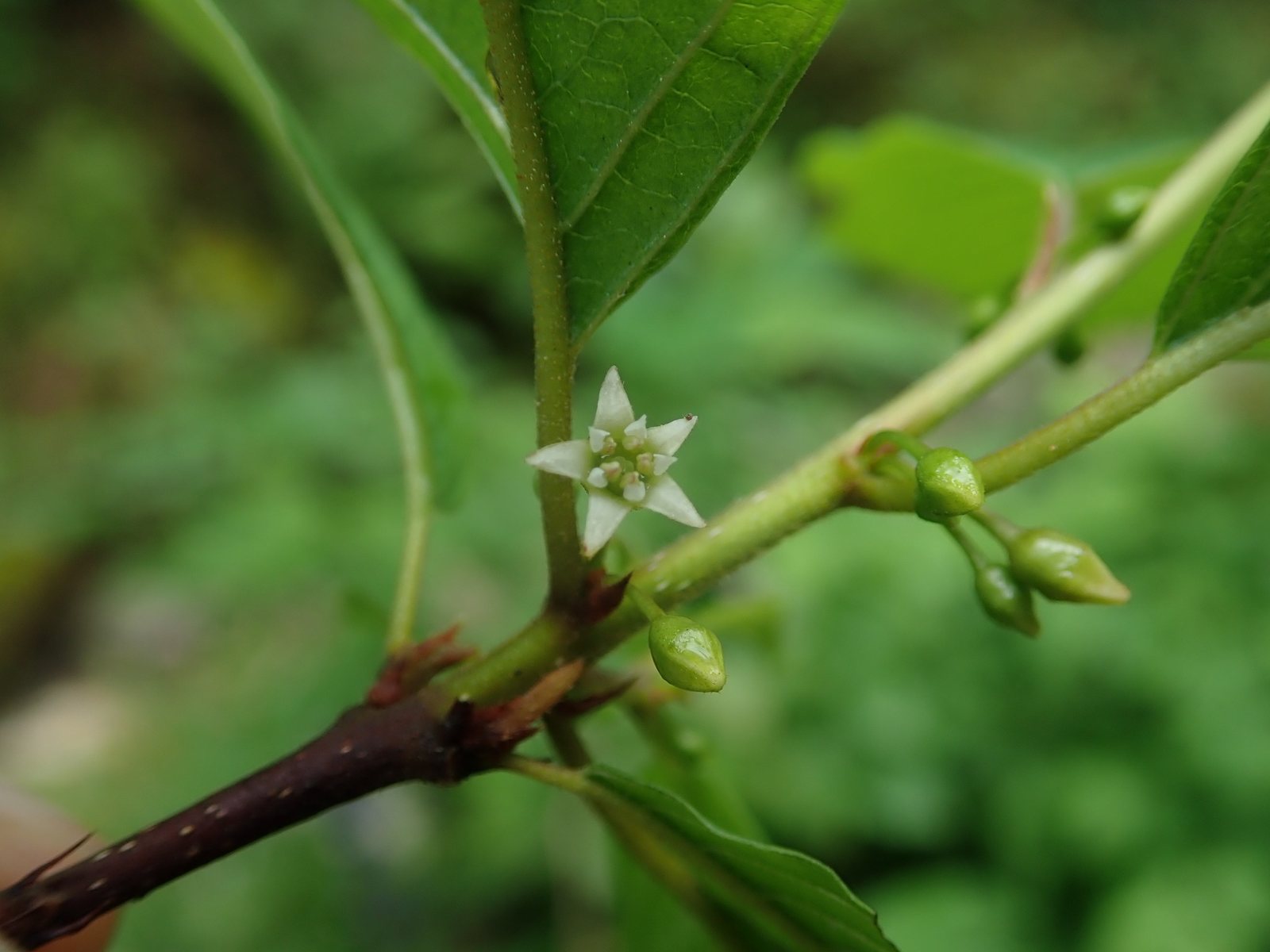 Alder buckthorn