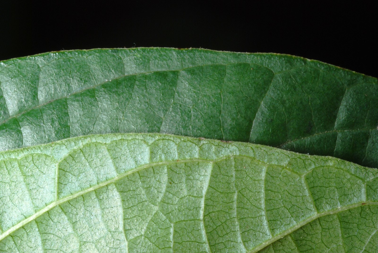 Alder buckthorn