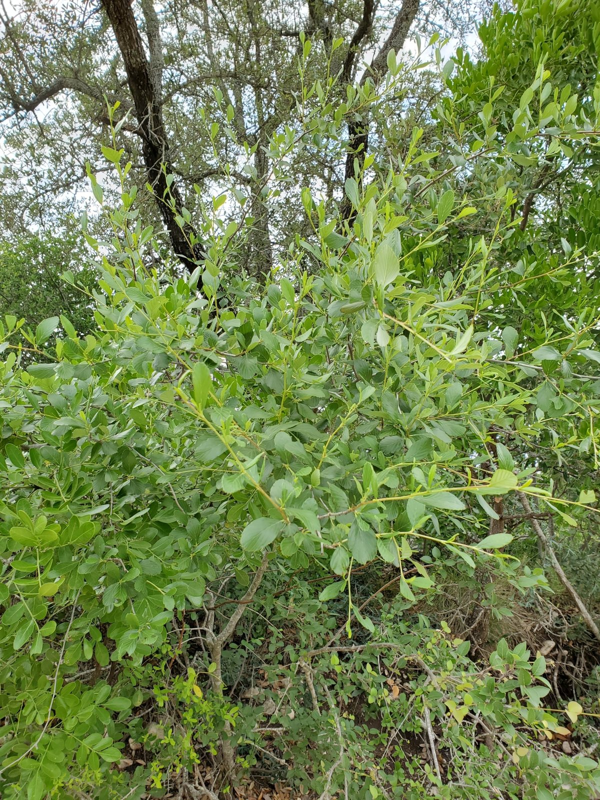 Alder-leaf mountain mahogany