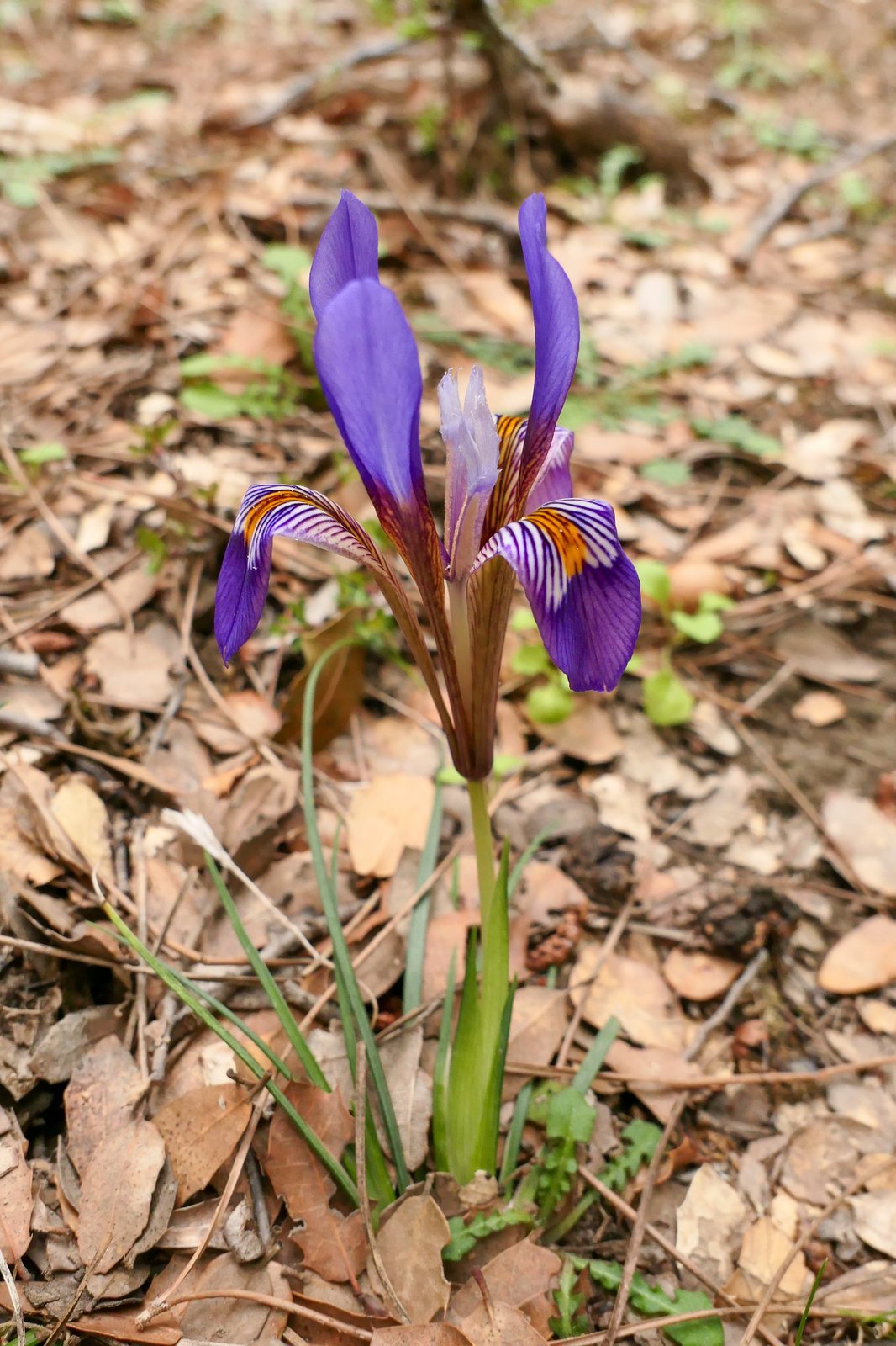 Algerian iris