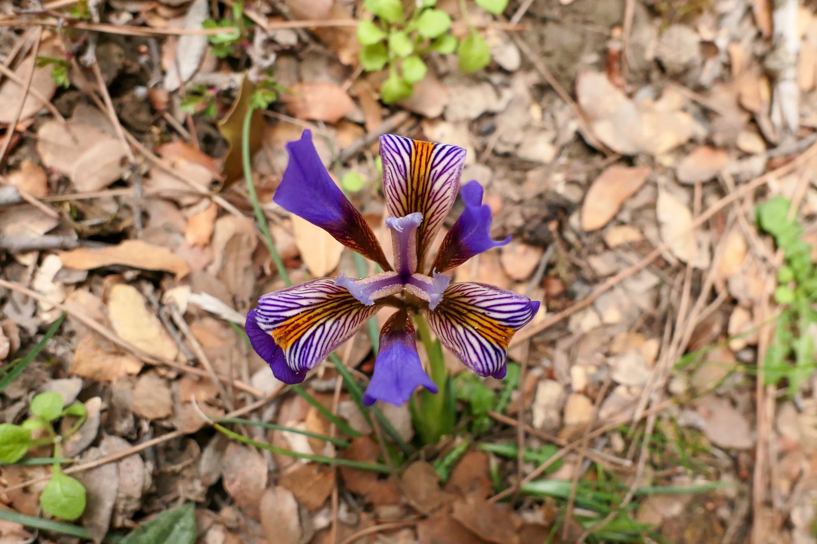 Algerian iris