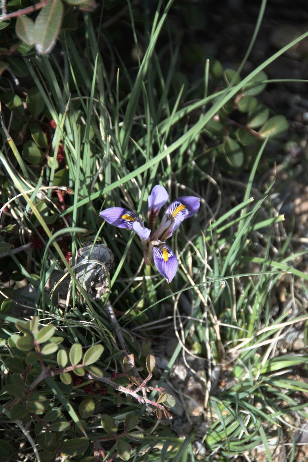 Algerian iris