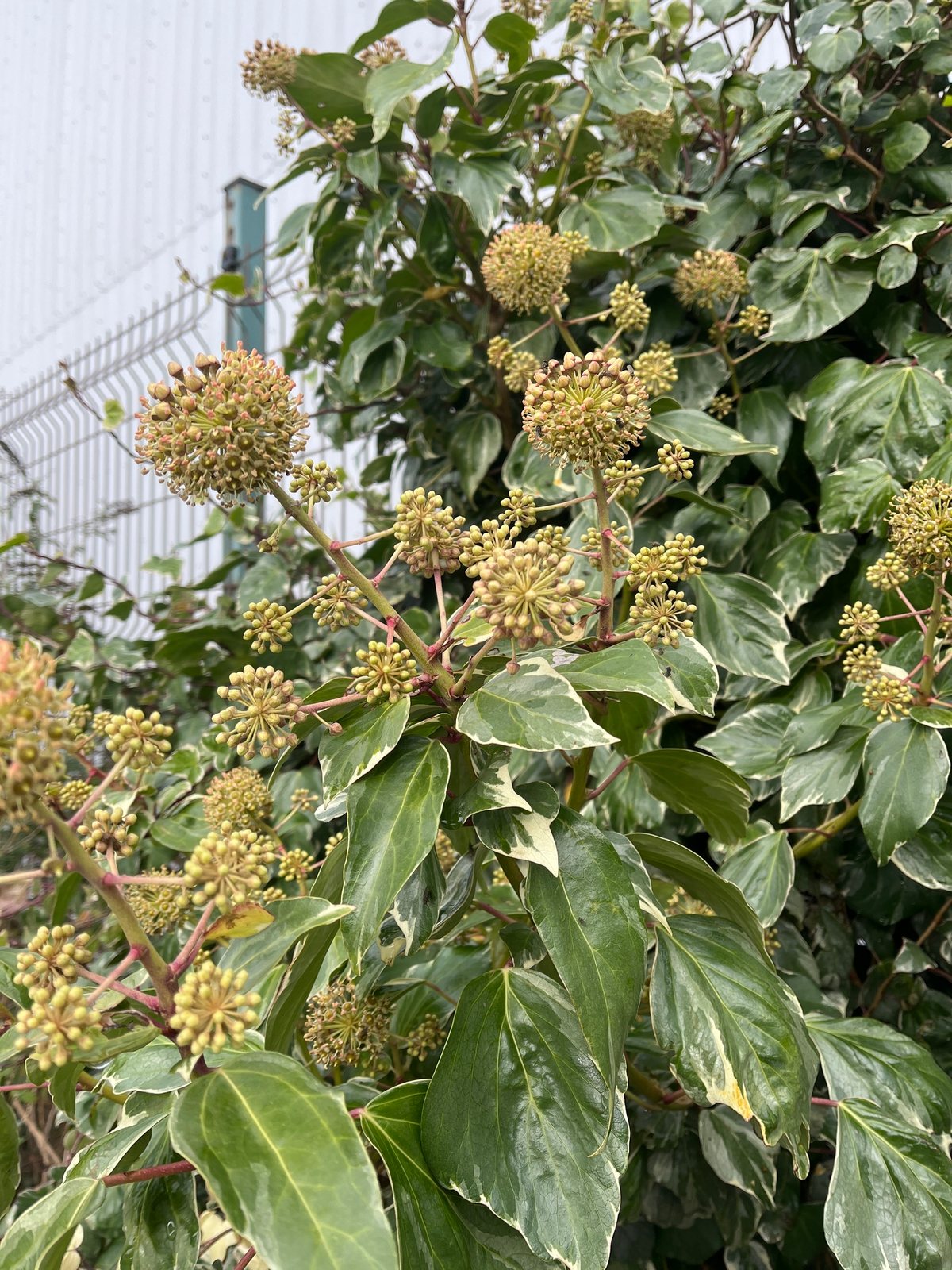 Algerian ivy
