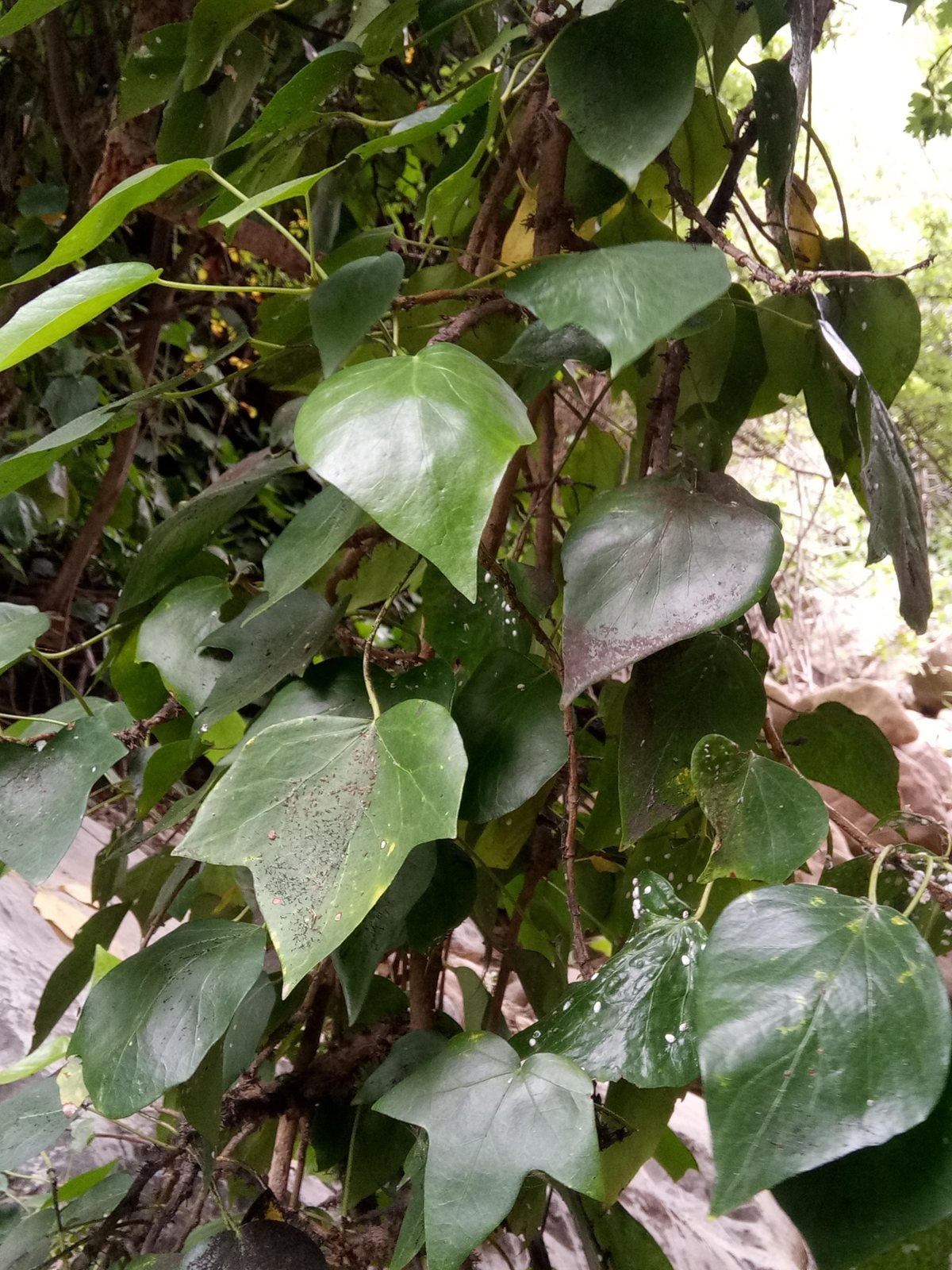 Algerian ivy