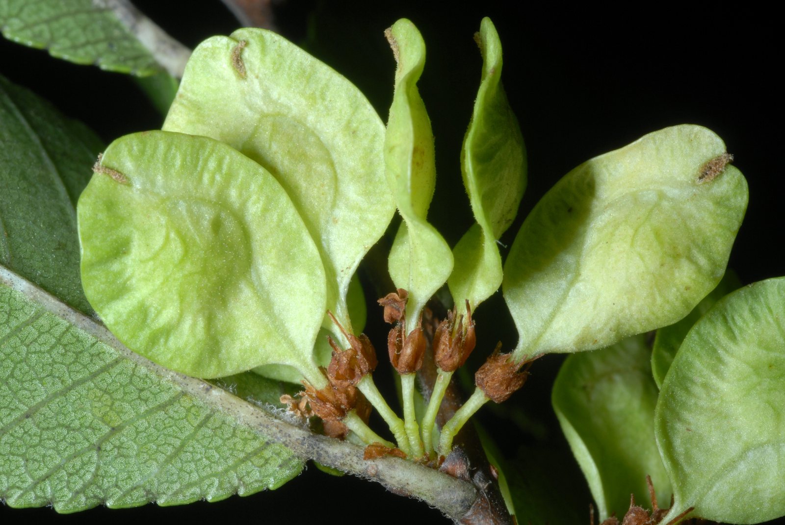 Allee lacebark elm