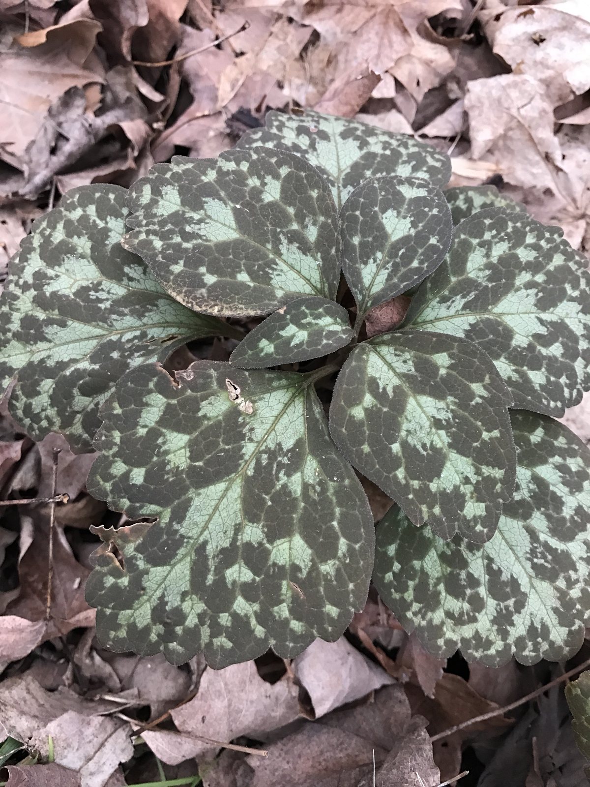 Allegheny spurge