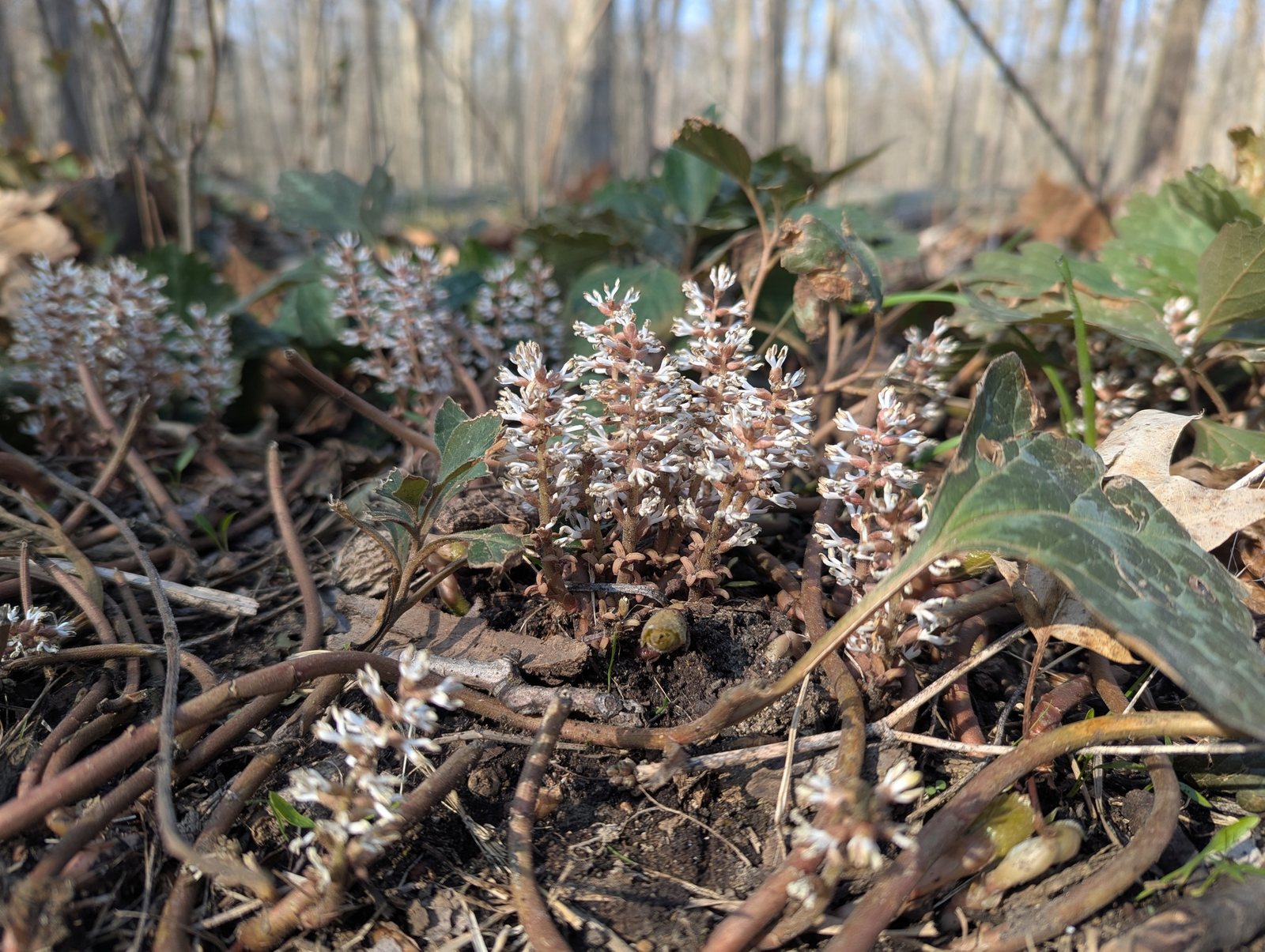 Allegheny spurge