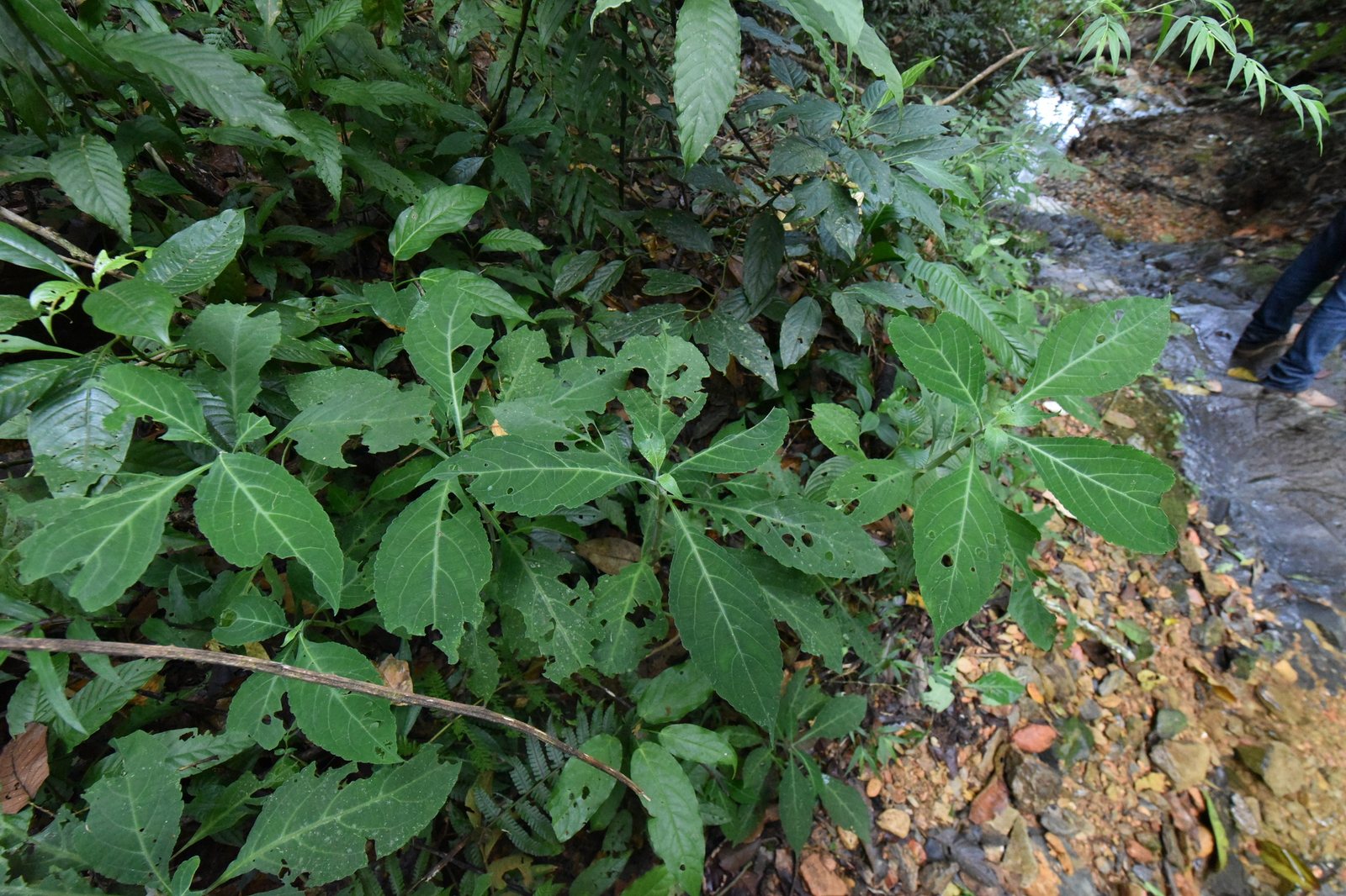 Allen Chickering sage