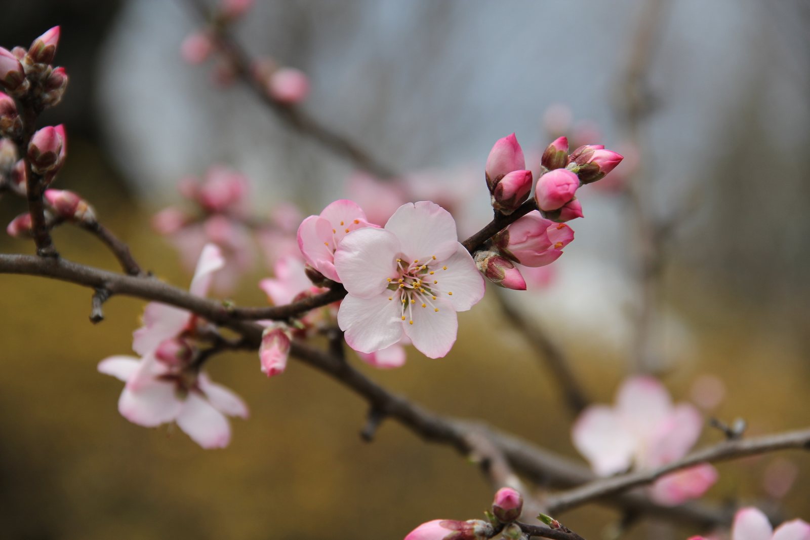 Almond