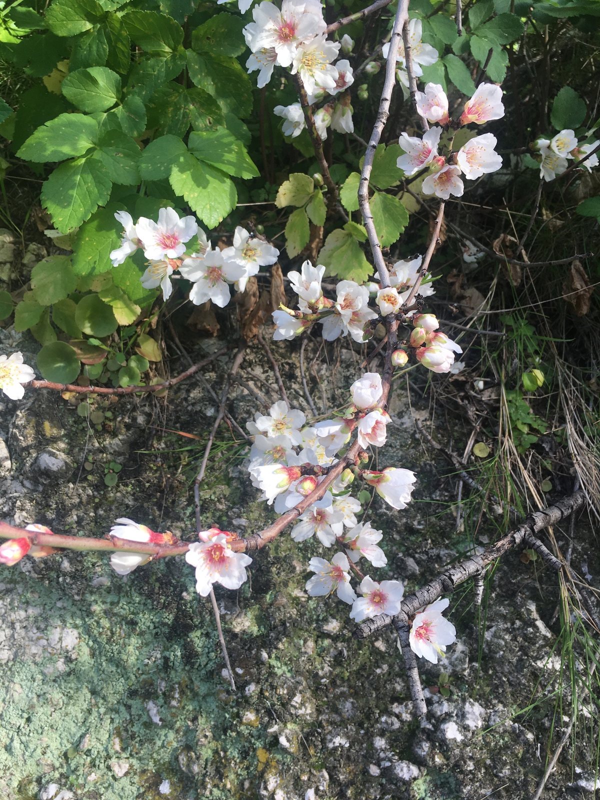 Almond