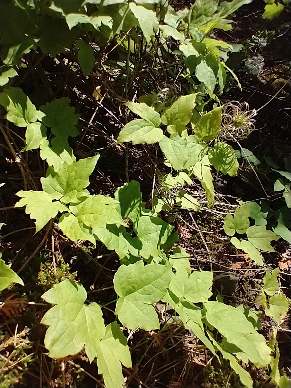 Alpine clematis