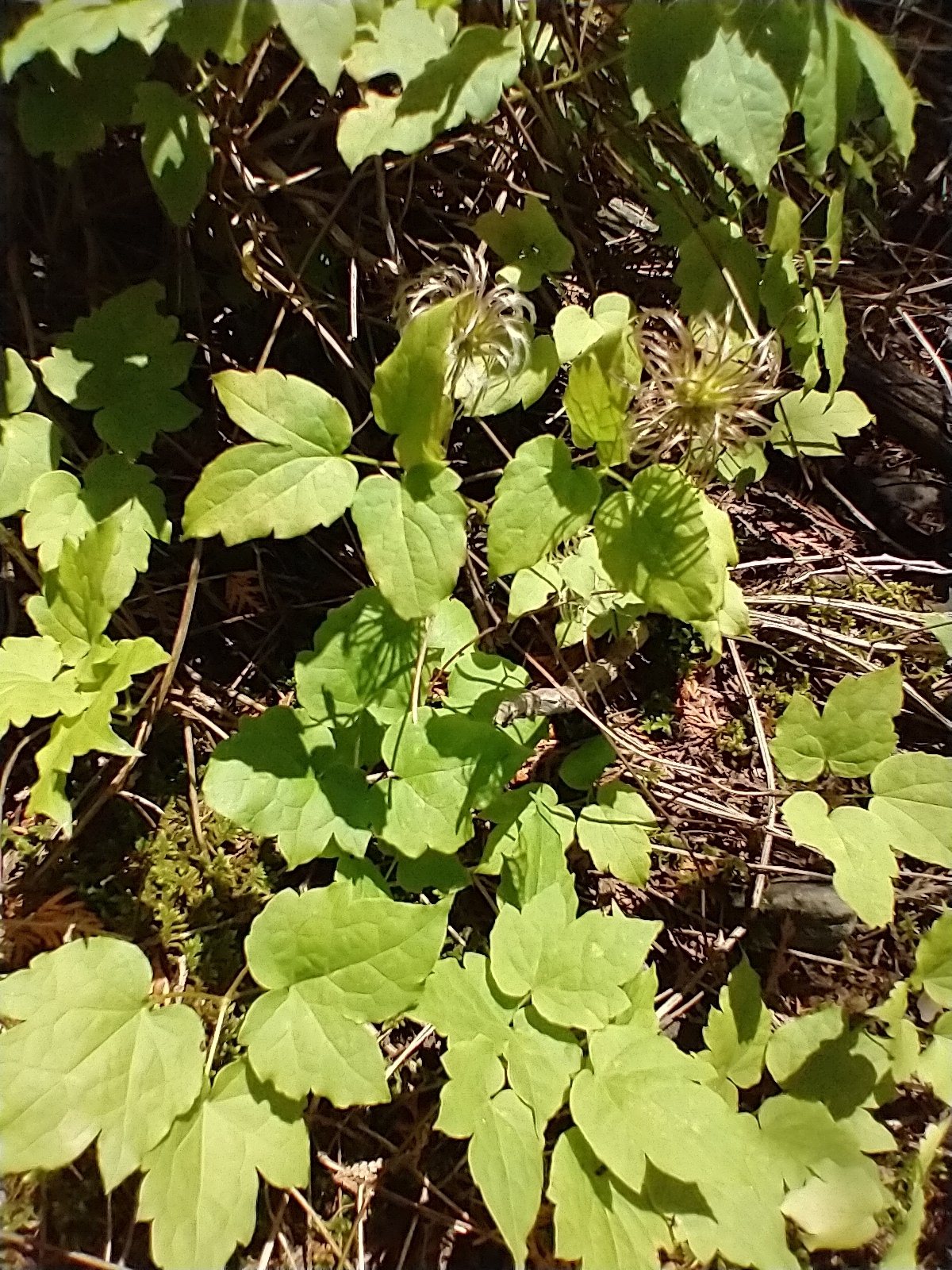 Alpine clematis
