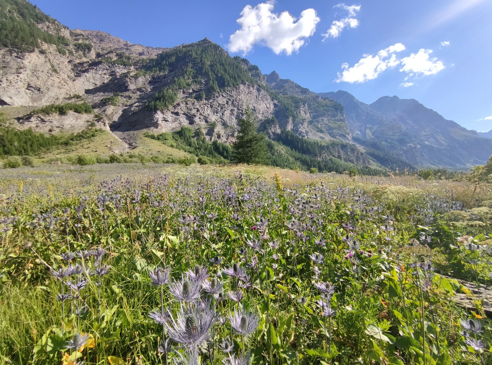 Alpine sea holly