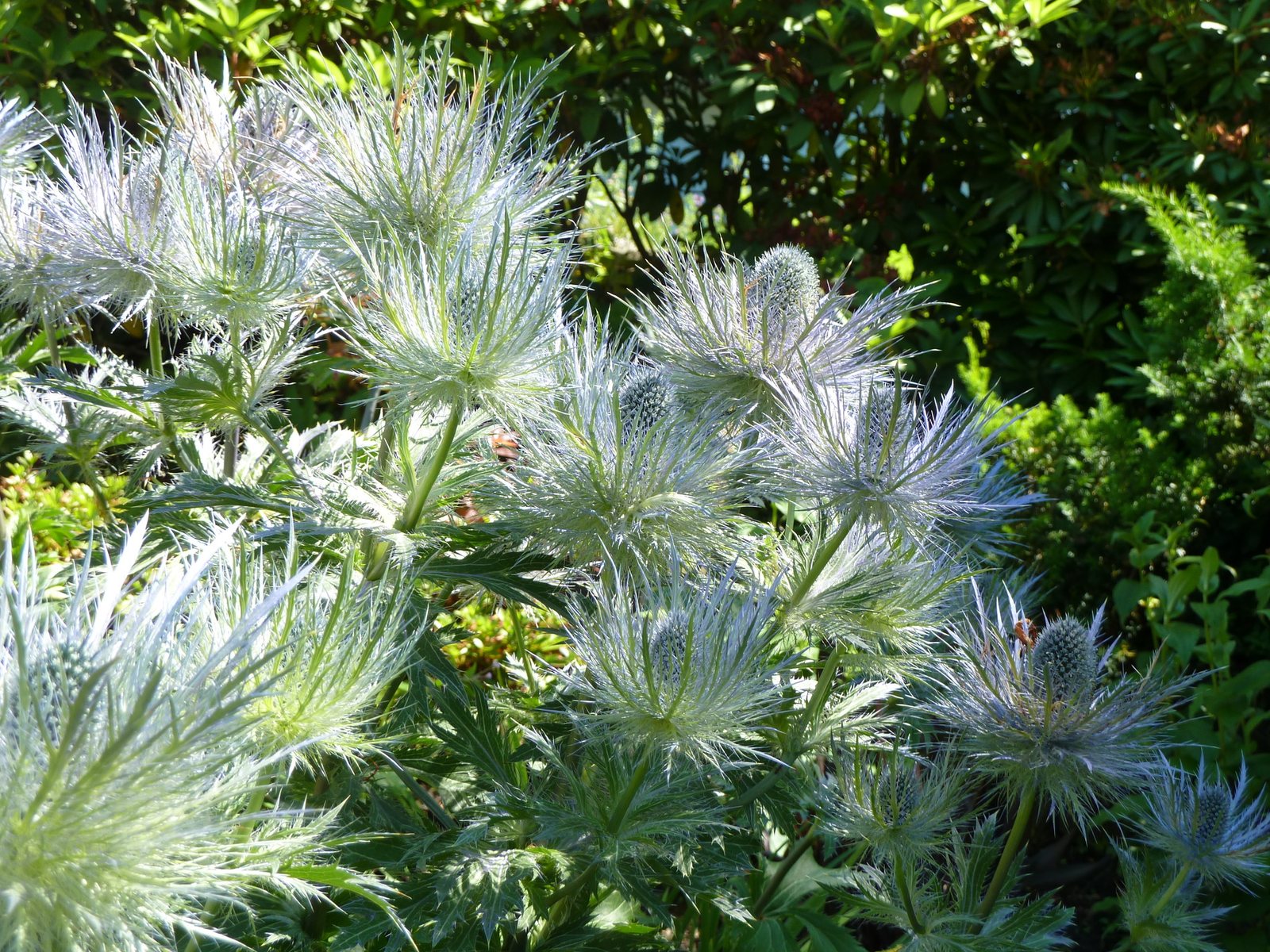 Alpine sea holly