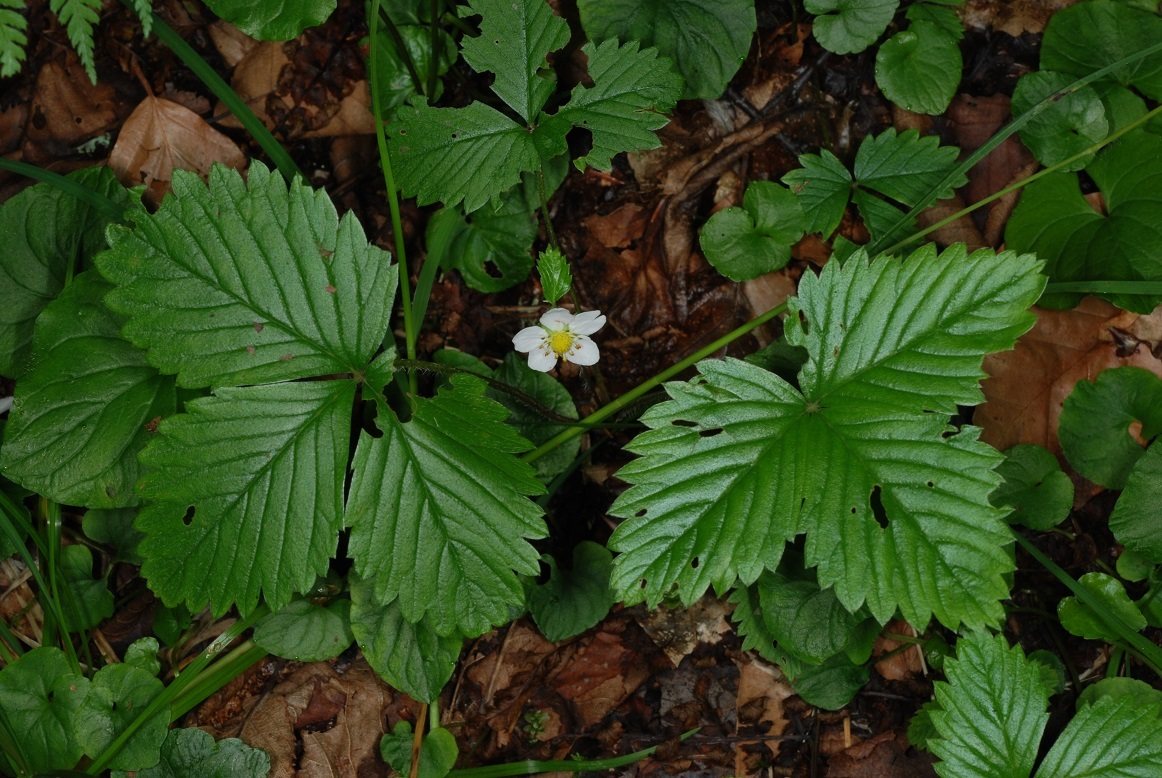 Alpine strawberry