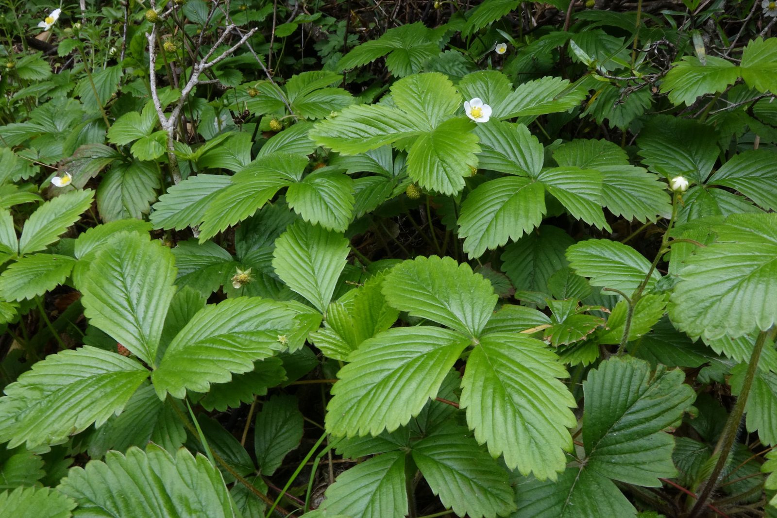 Alpine strawberry