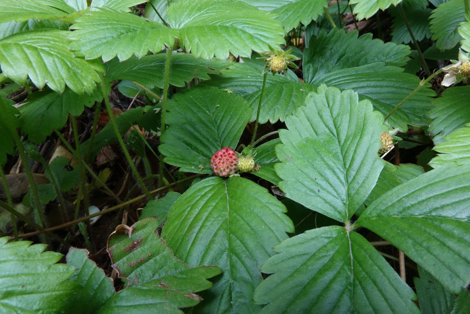 Alpine strawberry