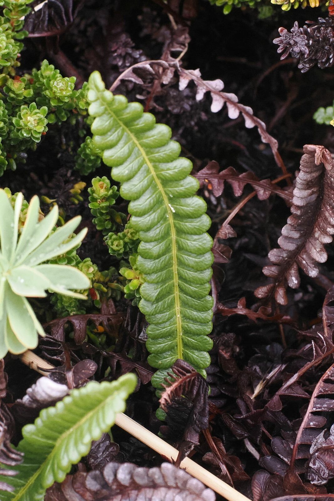 Alpine water fern