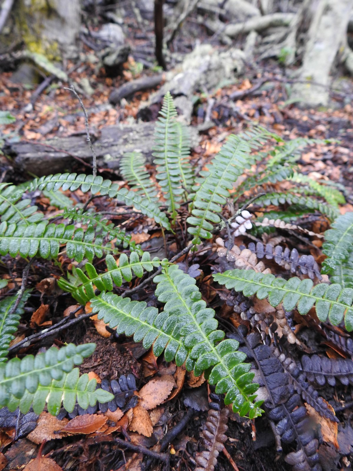 Alpine water fern