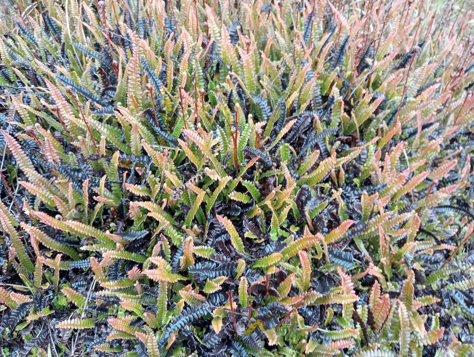 Alpine water fern