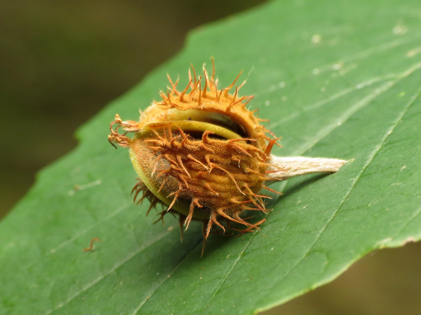American beech