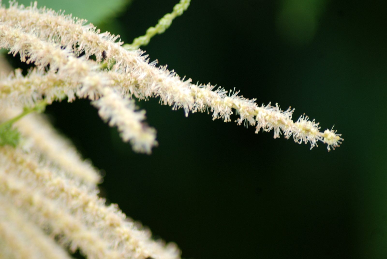 American chestnut