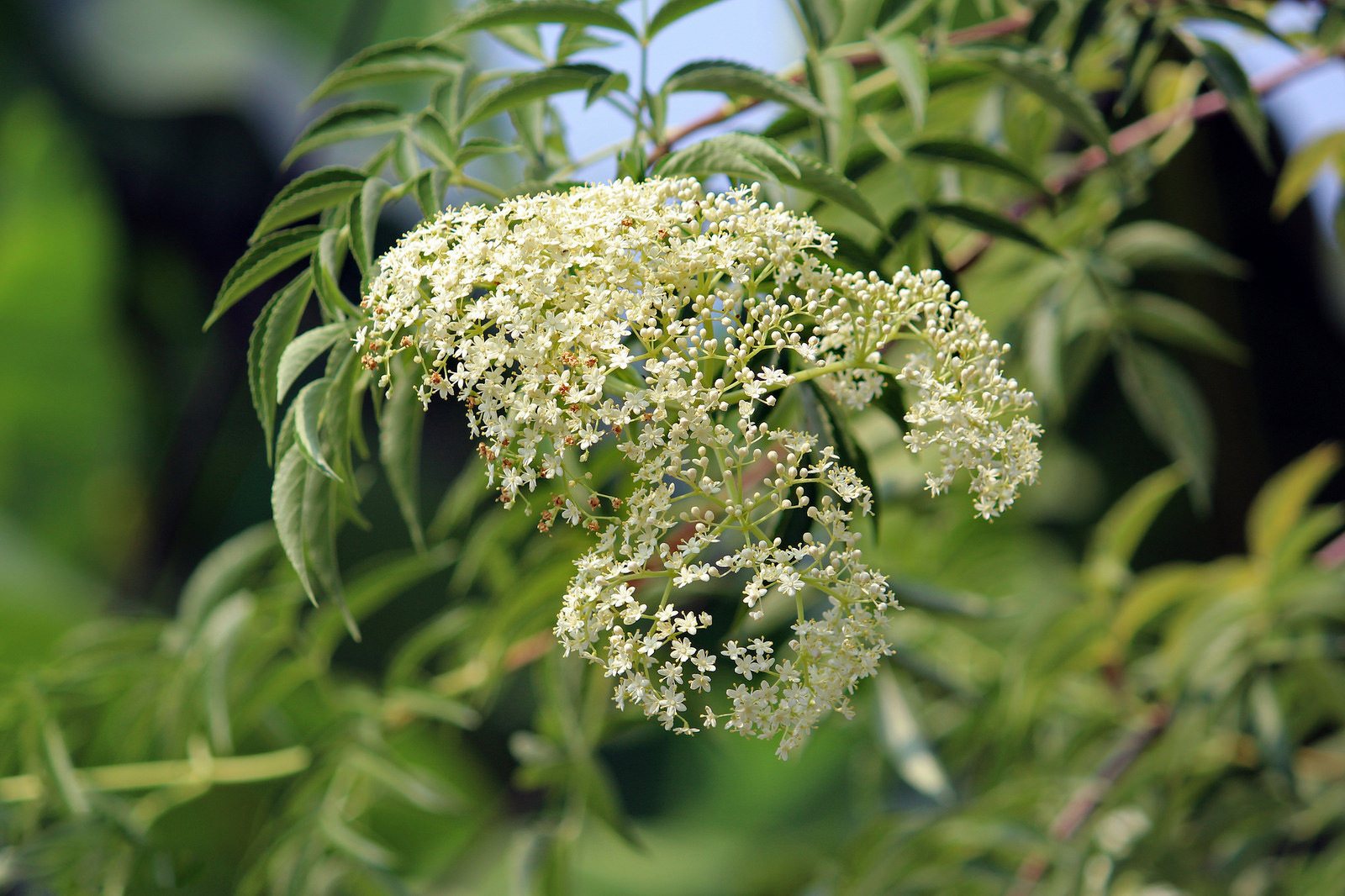 American elderberry