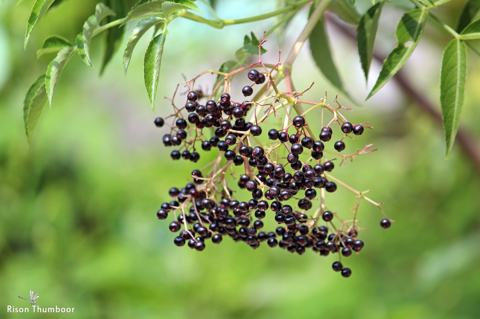 American elderberry