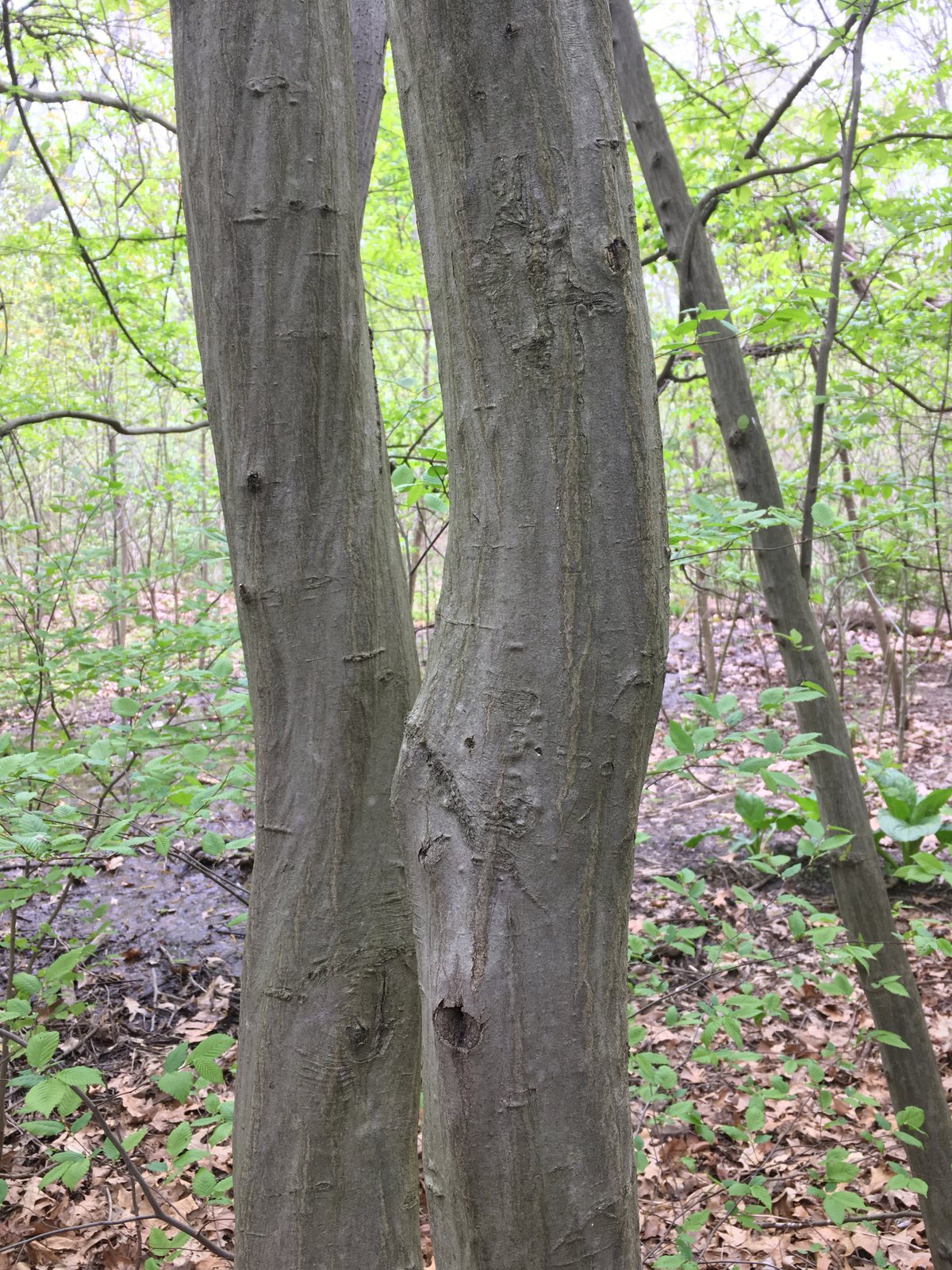 American hornbeam