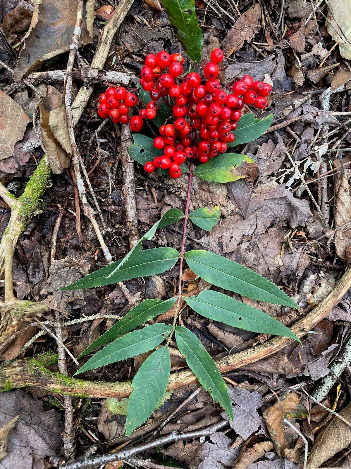 American mountain ash