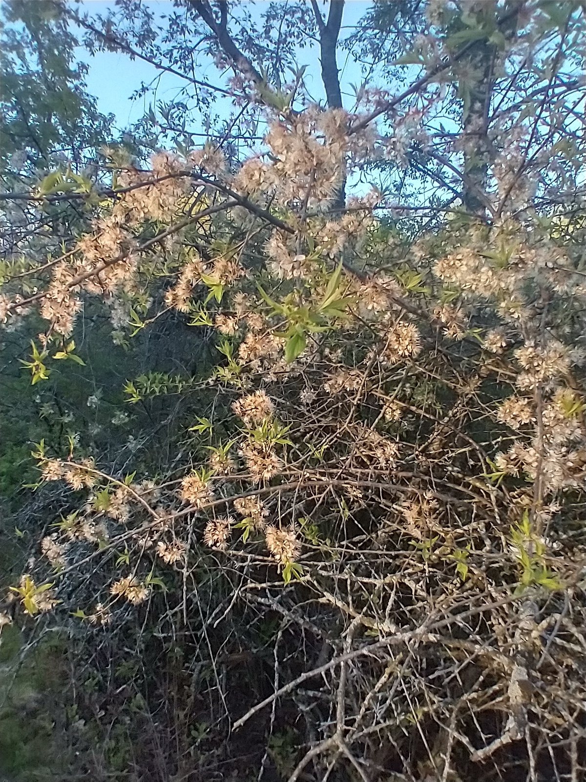 American plum