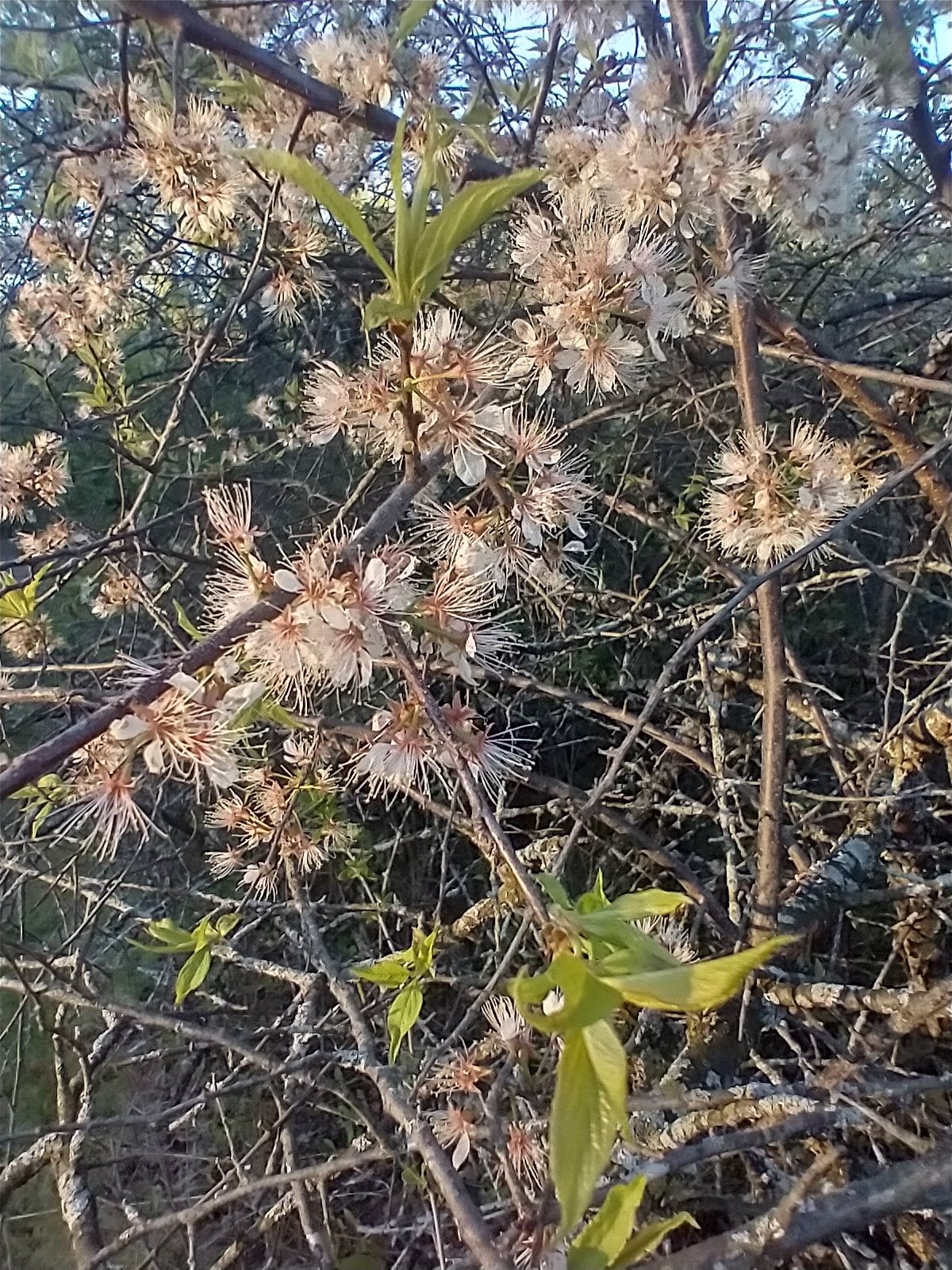 American plum