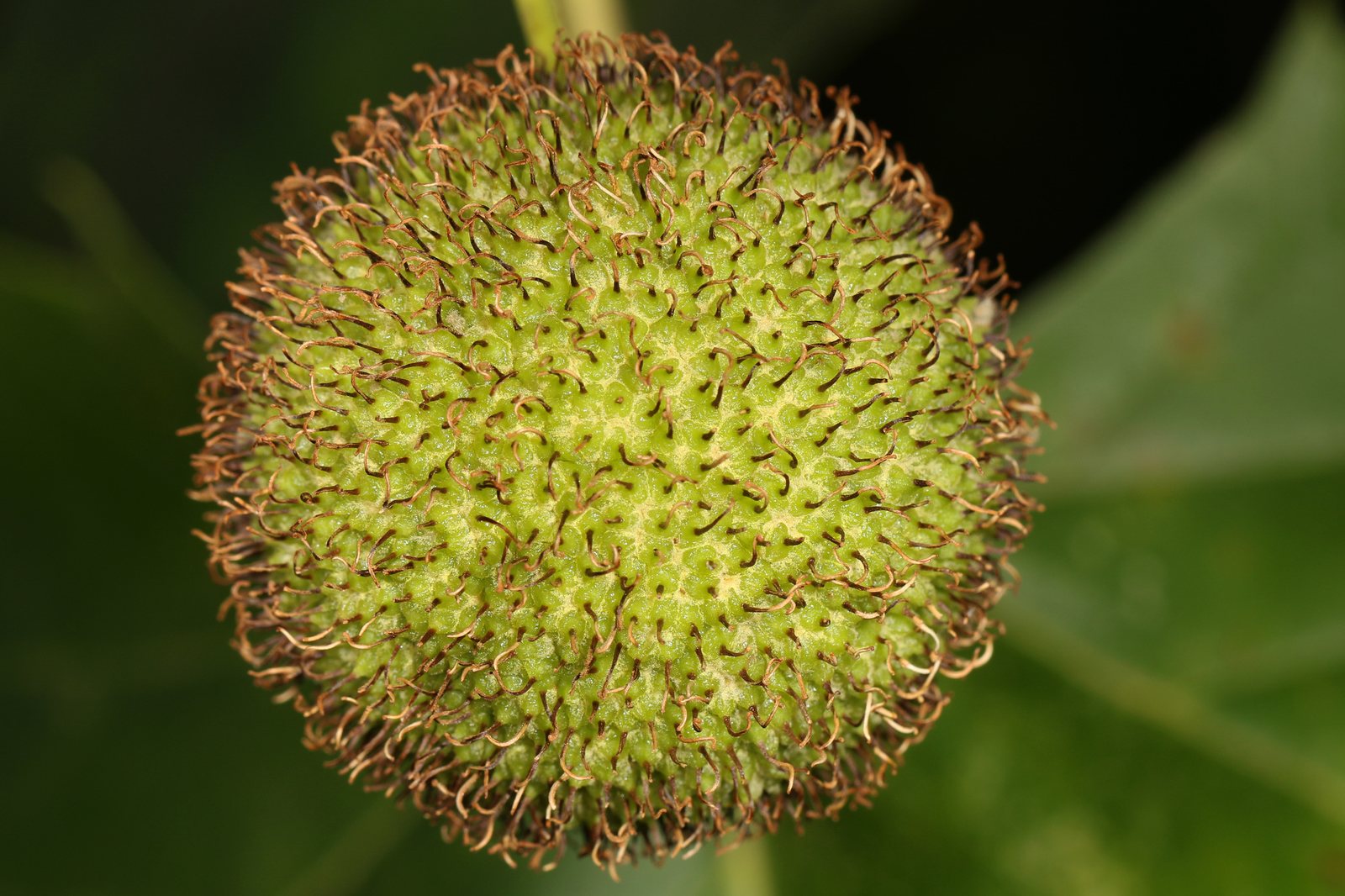 American sycamore