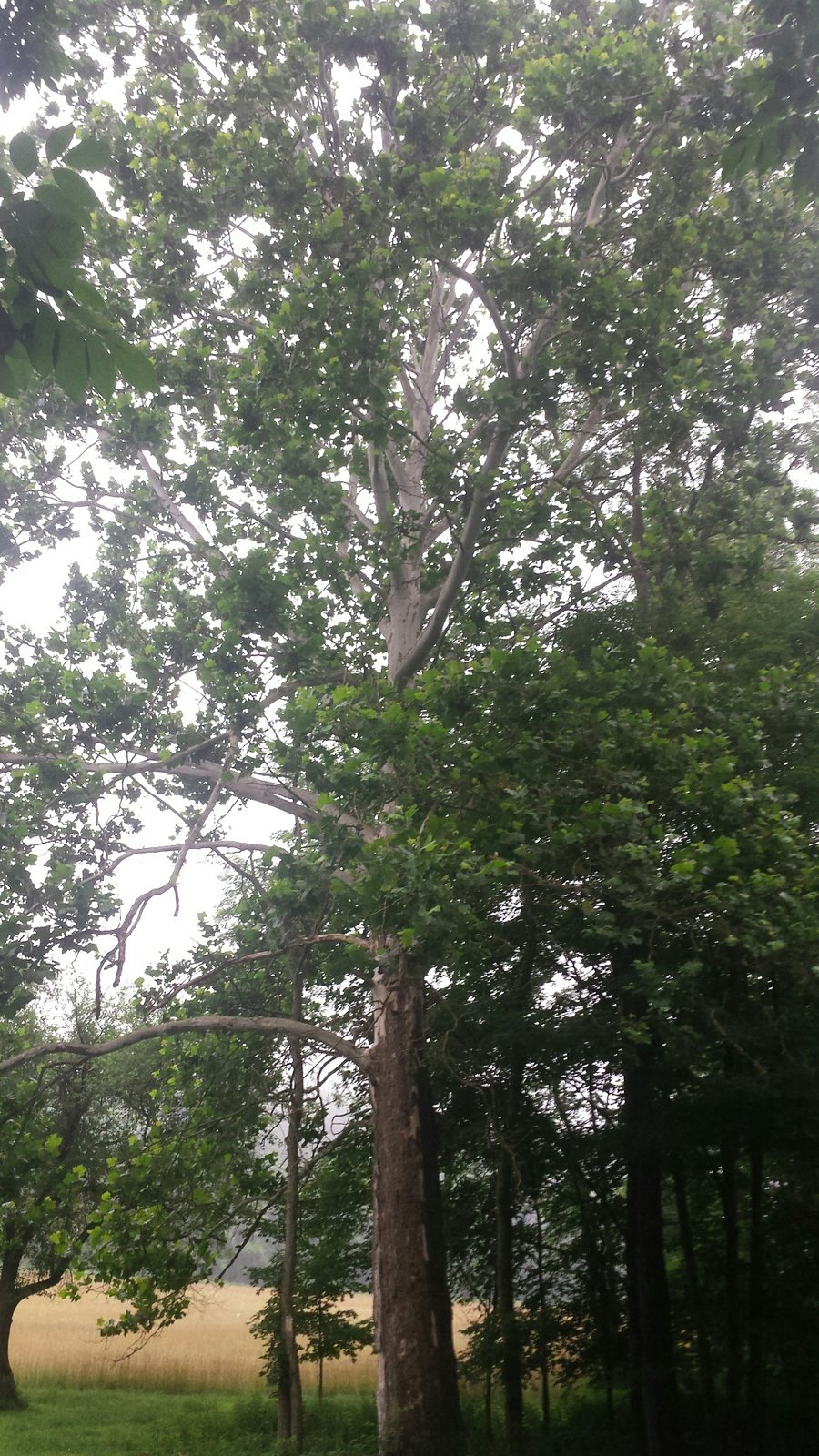 American sycamore
