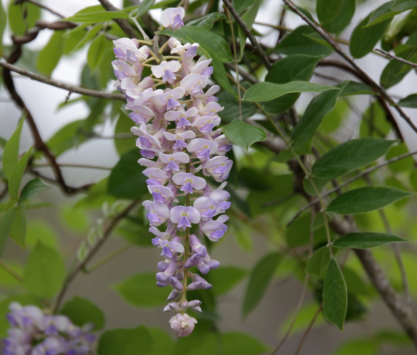 American wisteria
