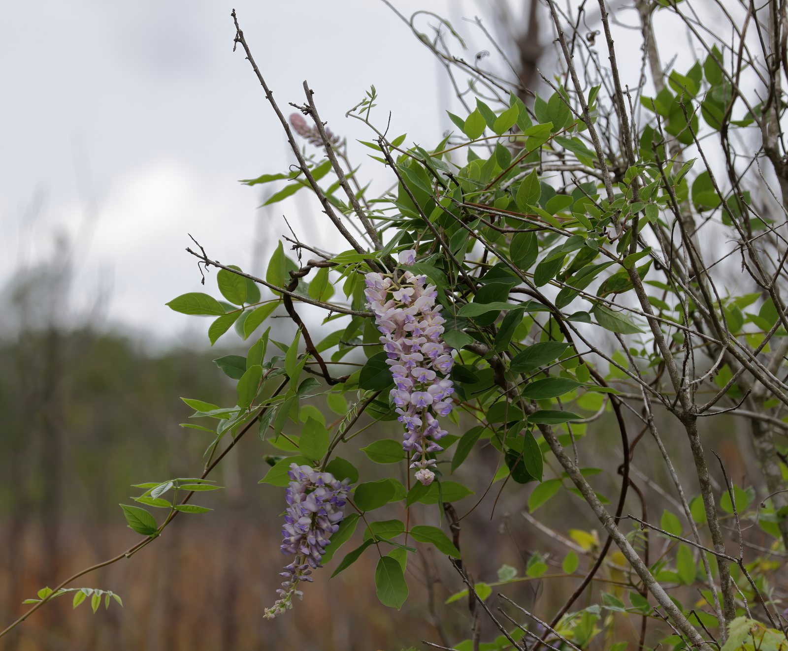 American wisteria