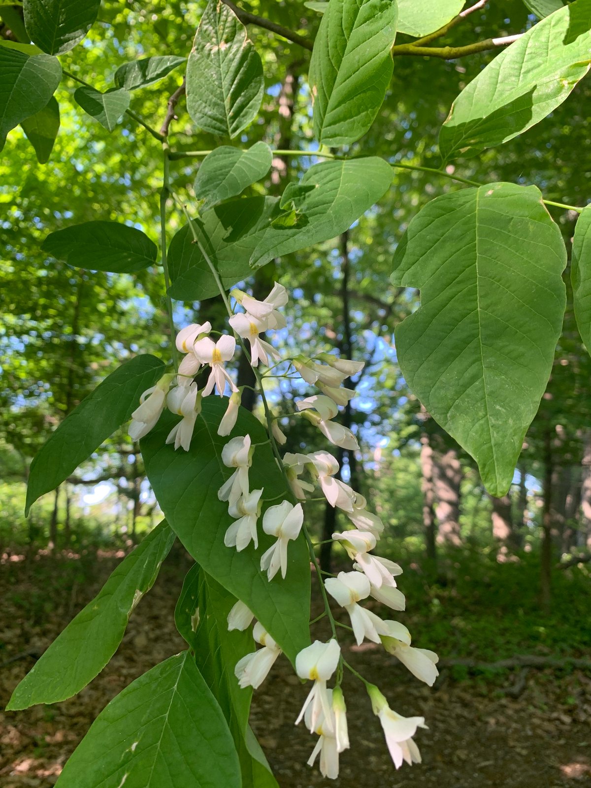 American yellowwood