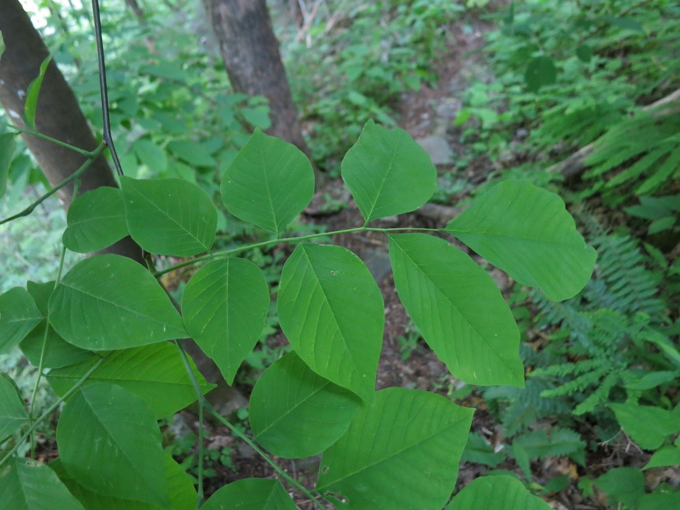 American yellowwood