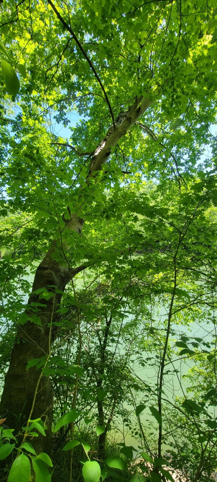 American yellowwood